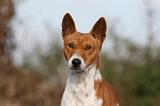 BASENJI 056